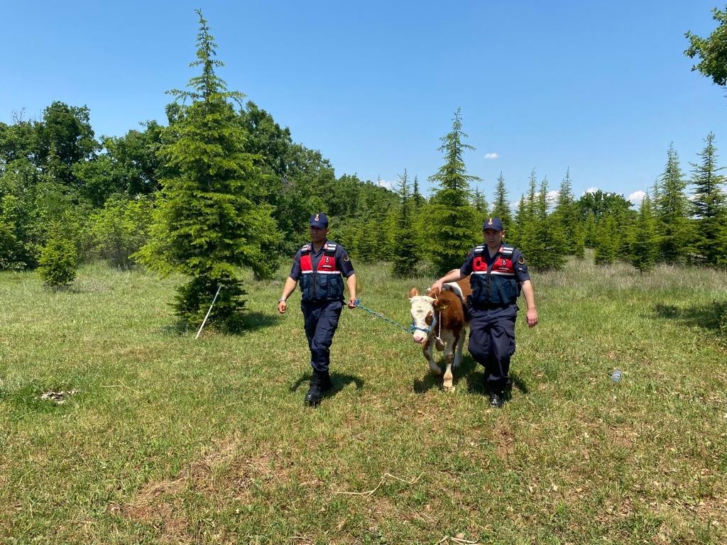 Kırklareli’nde kaybolan büyükbaş hayvanı jandarma ekipleri buldu. Alınan bilgiye göre, Lüleburgaz İlçesi Karaağaç Köyünde büyükbaş hayvancılıkla ...