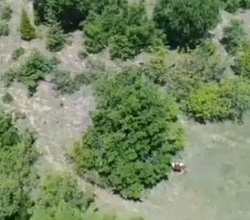 Kırklareli’nde kaybolan büyükbaş hayvanı jandarma ekipleri buldu. Alınan bilgiye göre, Lüleburgaz İlçesi Karaağaç Köyünde büyükbaş hayvancılıkla ...