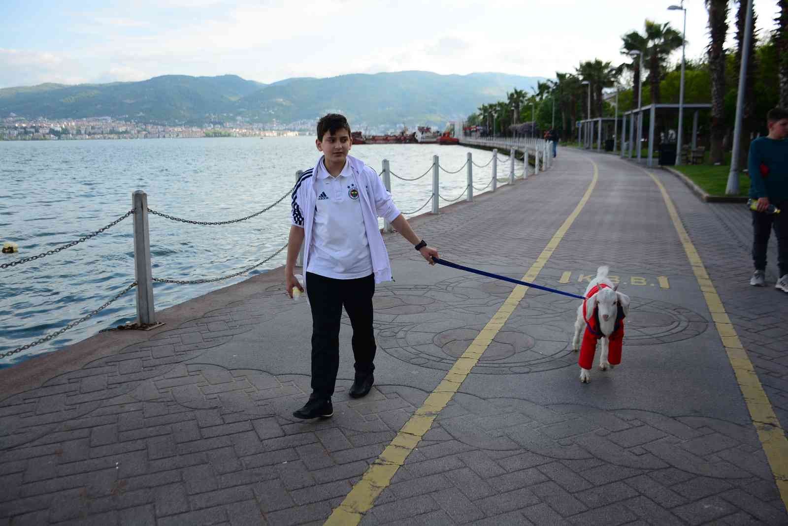 Kocaeli’de ’Huzur’ ismini verdiği oğlağını yanından ayırmayan 12 yaşındaki Yusuf Can Öztaş, 3 aylık oyun arkadaşıyla yürüyüşe çıkıp, parkta oyun ...