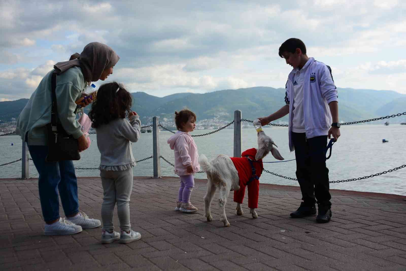 Kocaeli’de ’Huzur’ ismini verdiği oğlağını yanından ayırmayan 12 yaşındaki Yusuf Can Öztaş, 3 aylık oyun arkadaşıyla yürüyüşe çıkıp, parkta oyun ...