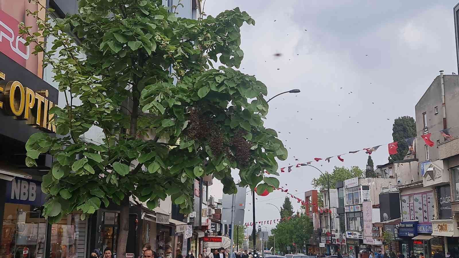 Tekirdağ’ın Süleymanpaşa ilçesinde bir ağaca toplandıktan sonra sokağa yayılan arılar, vatandaşlara zor anlar yaşattı. Tekirdağ’ın Süleymanpaşa ...