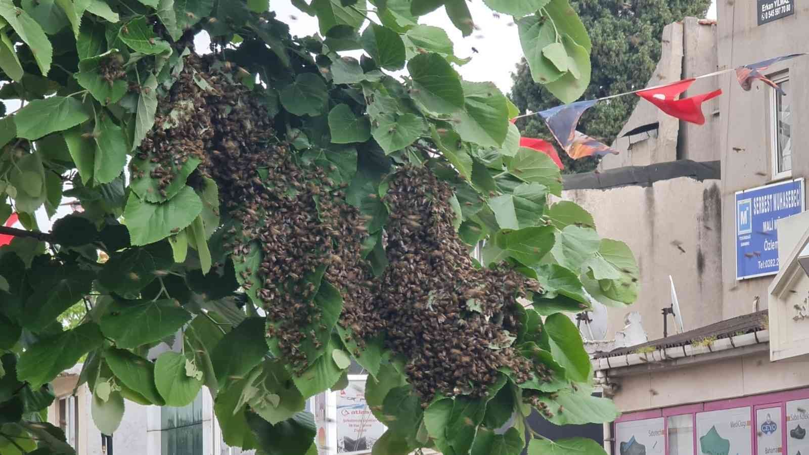 Tekirdağ’ın Süleymanpaşa ilçesinde bir ağaca toplandıktan sonra sokağa yayılan arılar, vatandaşlara zor anlar yaşattı. Tekirdağ’ın Süleymanpaşa ...