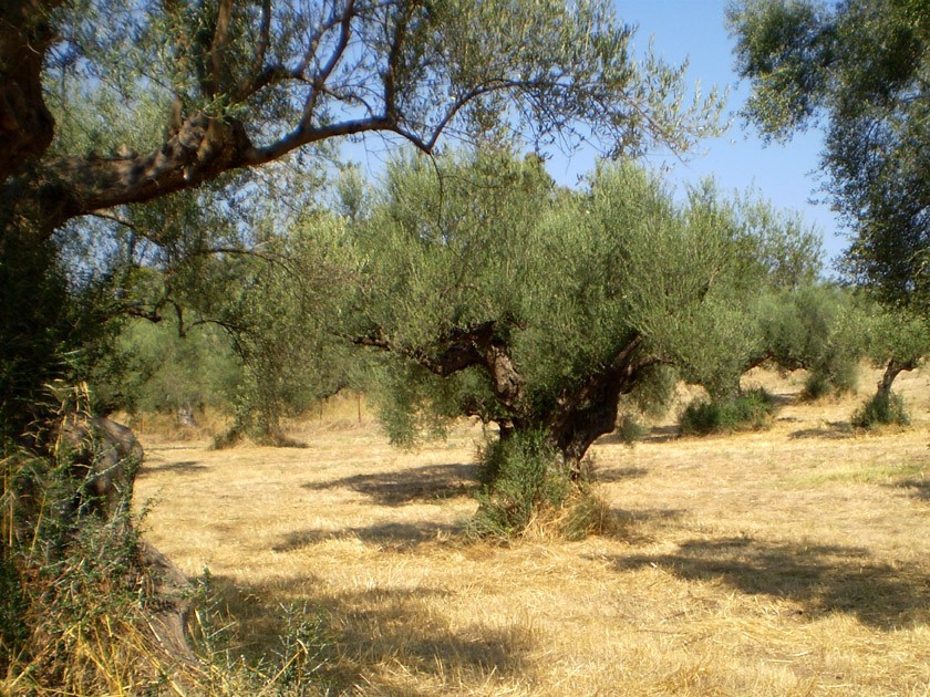 Küçükçekmece Belediyesi, 3.Uluslararası Masal Festivali çerçevesinde “Vincent Van Gogh ile Birlikte Zeytin Ağaçları Gölgesinde” belgesel ...