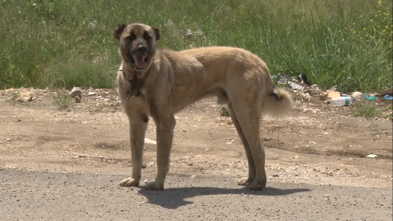 Edirne’de üniversiteye bisikletiyle gittiği sırada başıboş köpeklerin saldırısına uğrayan üniversite öğrencisi hastanelik oldu. Edinilen bilgiye ...