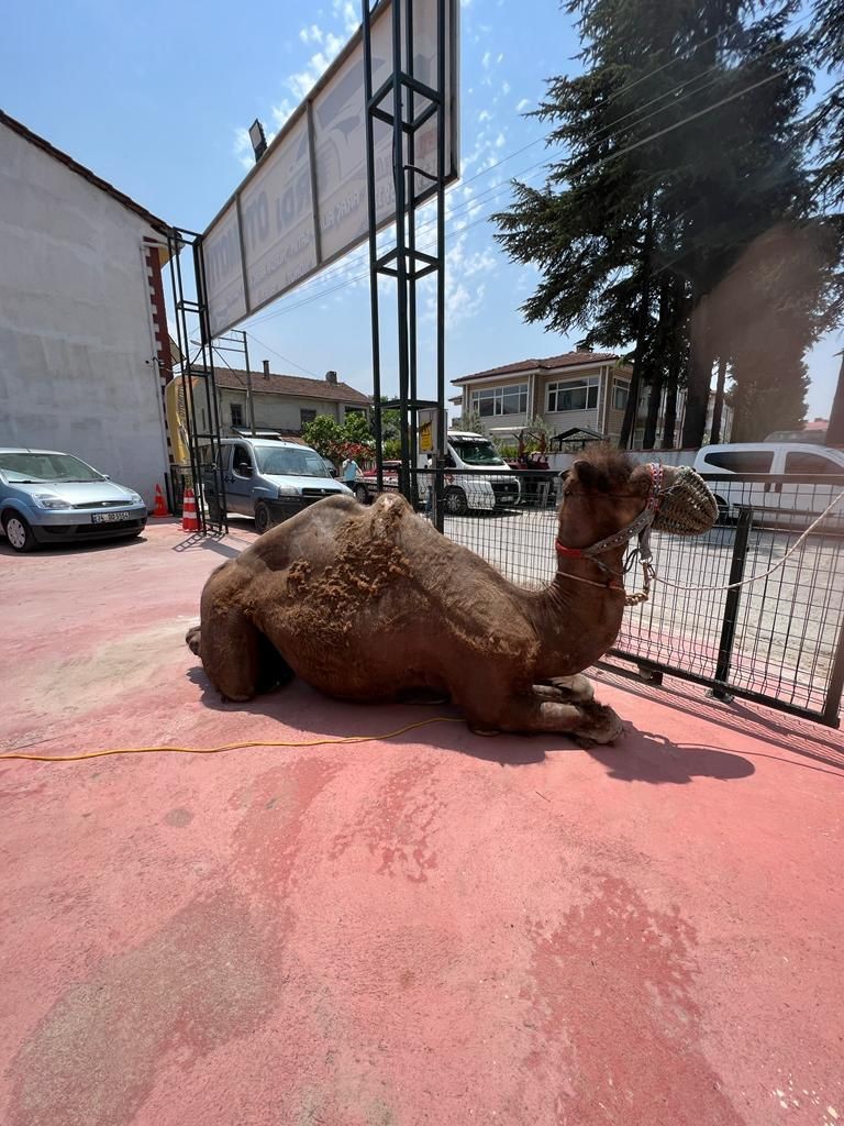 Sakarya’nın Geyve ilçesinde esnaflık yapan ve erkek çocuğu olduğu takdirde deve kurban etme adağında bulunan şahıs, sözünü tuttu. Aflal ve Afra ...