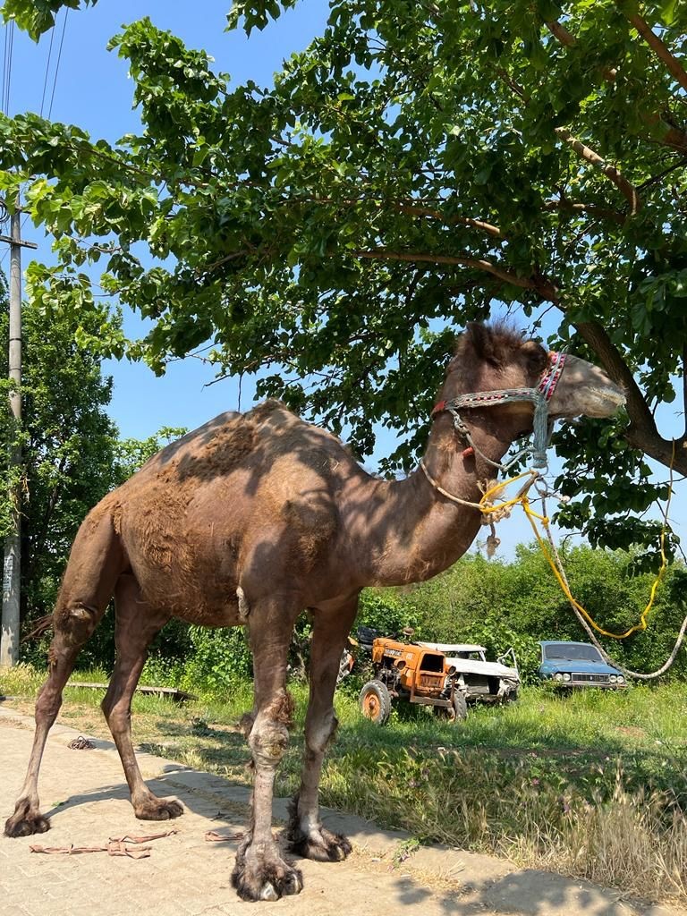 Sakarya’nın Geyve ilçesinde esnaflık yapan ve erkek çocuğu olduğu takdirde deve kurban etme adağında bulunan şahıs, sözünü tuttu. Aflal ve Afra ...