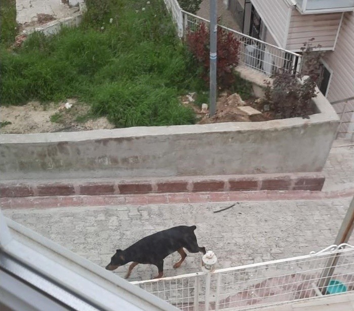 Tekirdağ’da site bahçesinde köpeğin havlaması üzerine kaçan çocuğa araba çarptı. Olay, Çorlu ilçesi Yenice Mahallesi’nde meydana geldi. Edinilen ...