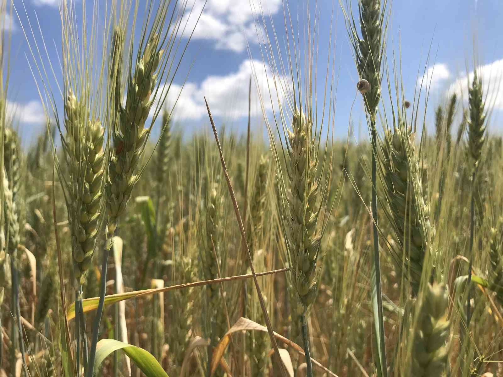 KIRKLARELİ (İHA) – Kırklareli’nde bu sene geçtiğimiz seneye nazaran havaların soğuk ve ayaz gitmesi sebebiyle düşük rekolte bekleyen buğday ...