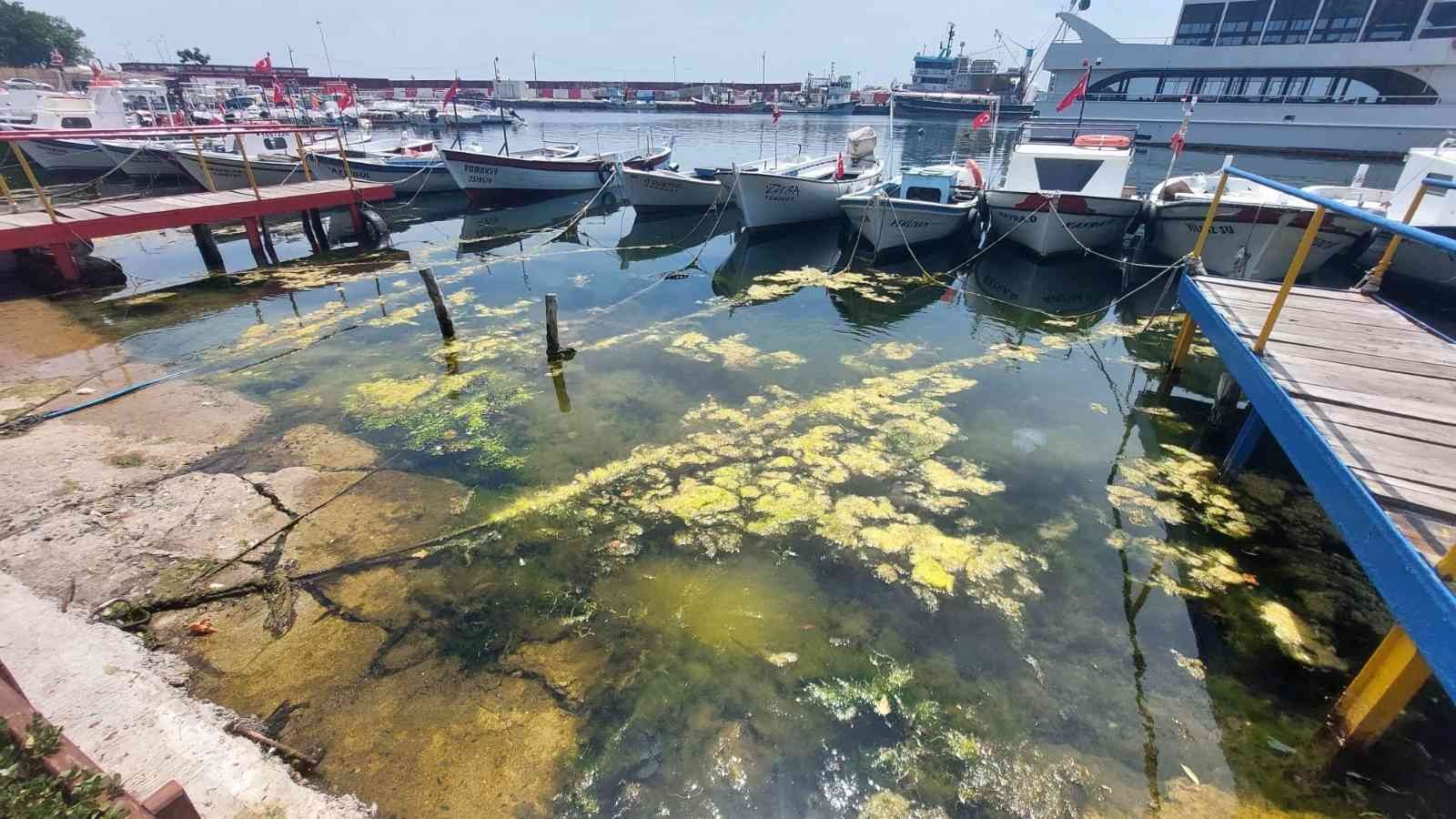 Marmara Denizinin dibindeki yosun parçaları diplerden koparak kıyıya vurması sonucu Tekirdağ’ın Süleymanpaşa ilçesindeki sahil kıyılarında yosun ...