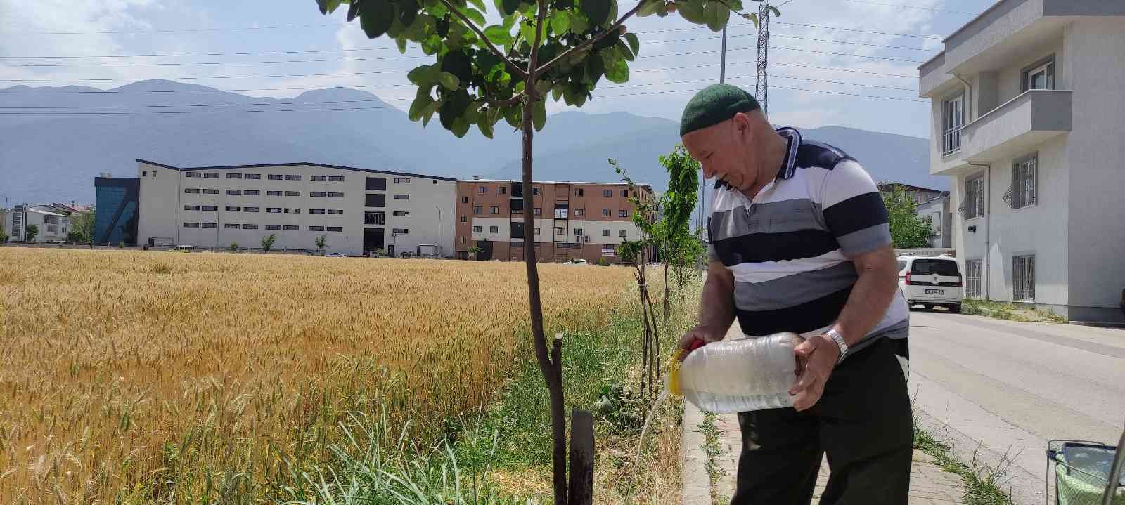 Bursa’da 65 yaşındaki hayırsever vatandaş "herkes meyve yesin" diye sokak sokak gezip yol kenarlarına meyve fidanı dikiyor. Tesisat işinden ...