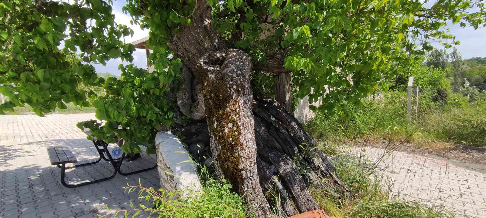 Bursa’da bin yaşındaki dut ağacının meyveleri şifa bulmak isteyenler tarafından yoğun ilgi görüyor. Harmancık ilçesinin Nalbant köyünde bulunan ...